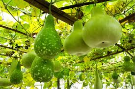 Bottle Gourd